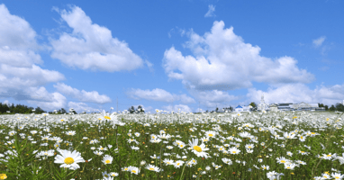 Aurora News July 2023